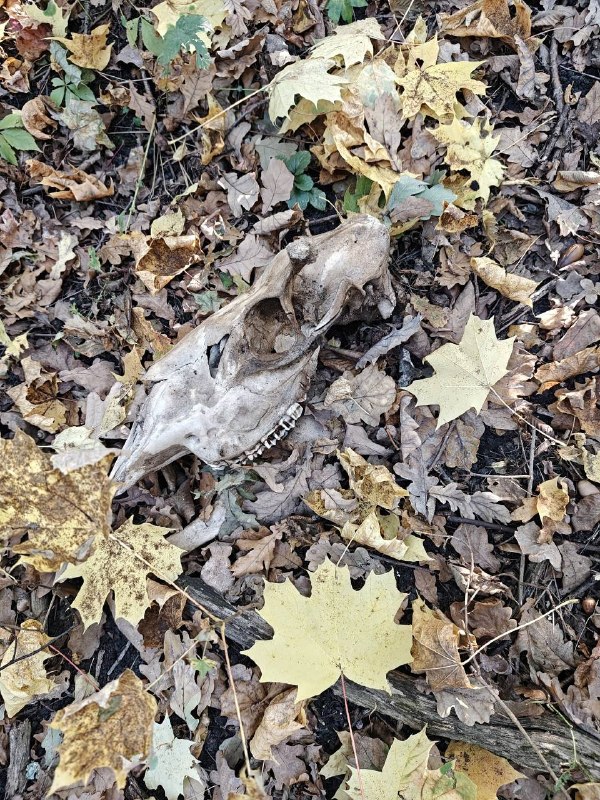 Изображение публикации