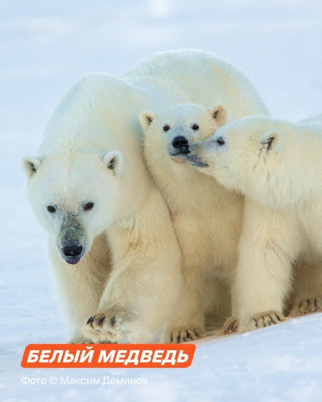 Изображение публикации